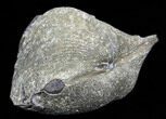 Pyrite Replaced Brachiopod (Paraspirifer) - Ohio #35150-1